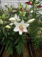 [5555 PO58 Magriet Slijkerman No01.JPG]